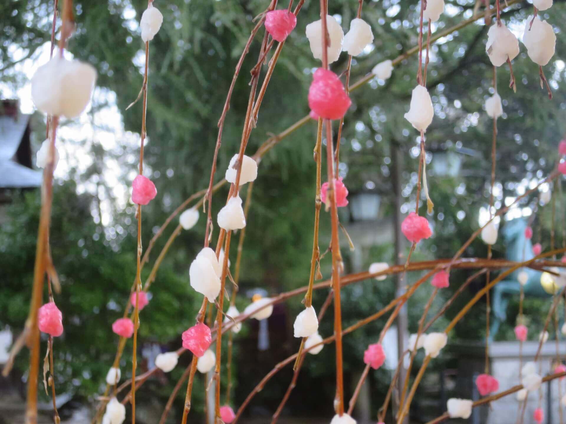 しだれ柳についた紅白の餅花