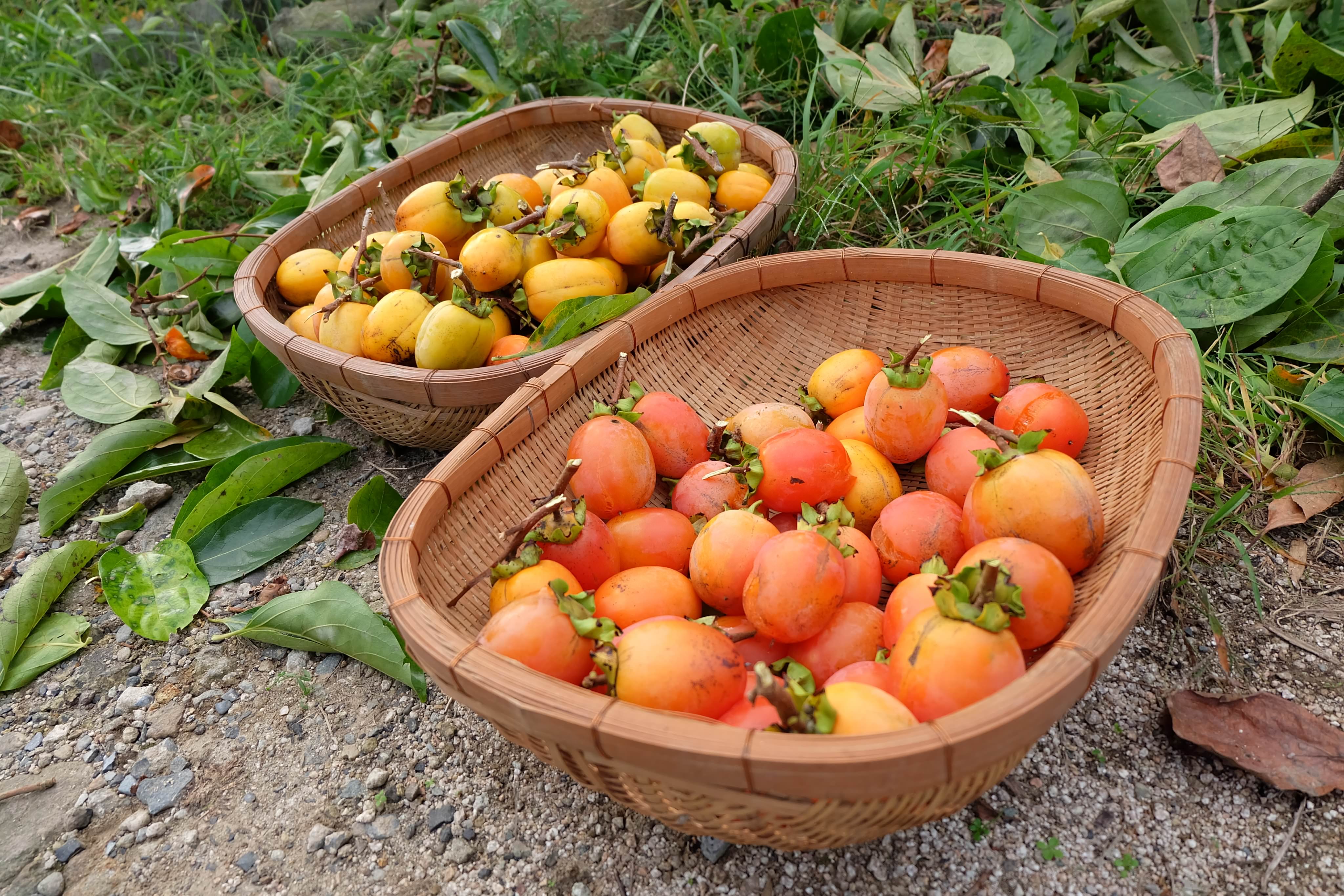 群言堂日記06-旬のごちそう、柿を収穫！