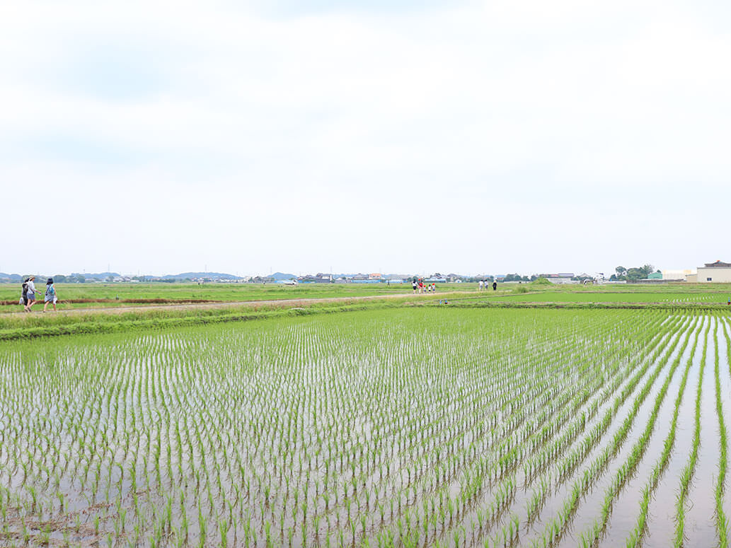 【新入社員のイベントレポ】初夏の風物詩、結わえるの田植えイベントに参加しました！