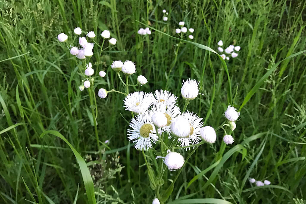 野に咲く花