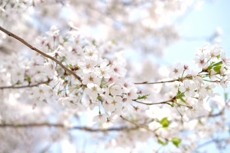 桜の語源ってなに お花見はいつはじまったの 意外と知らないお花見や桜の由来や意味 結わえるオンラインストア本店 寝かせ玄米公式販売