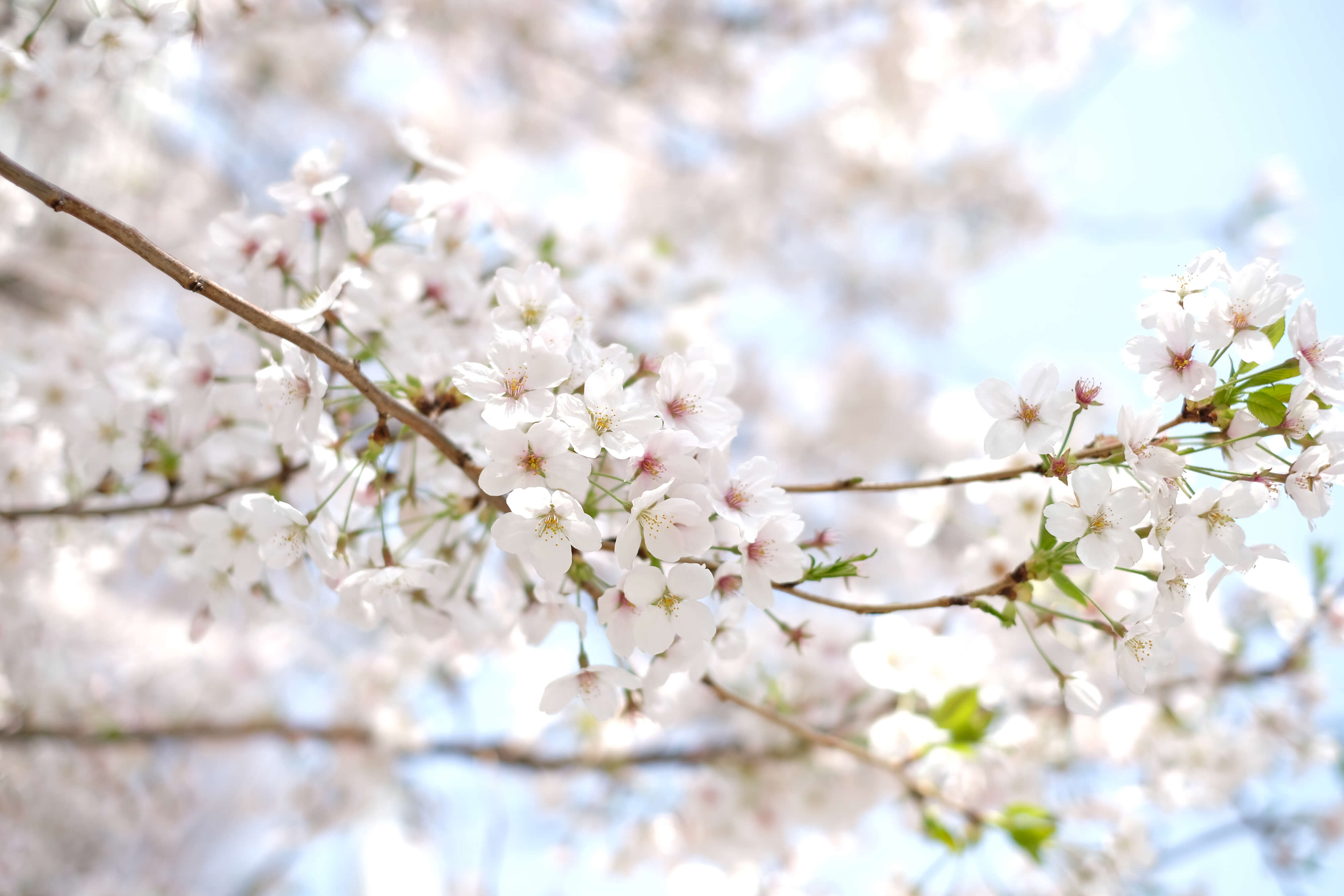 桜の語源ってなに？お花見はいつはじまったの？意外と知らないお花見や桜の由来や意味