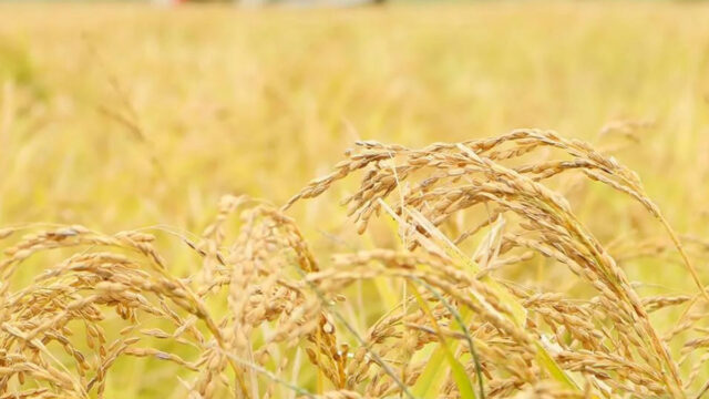 特別栽培米って何が良いの？有機栽培米との違いって？ 767w