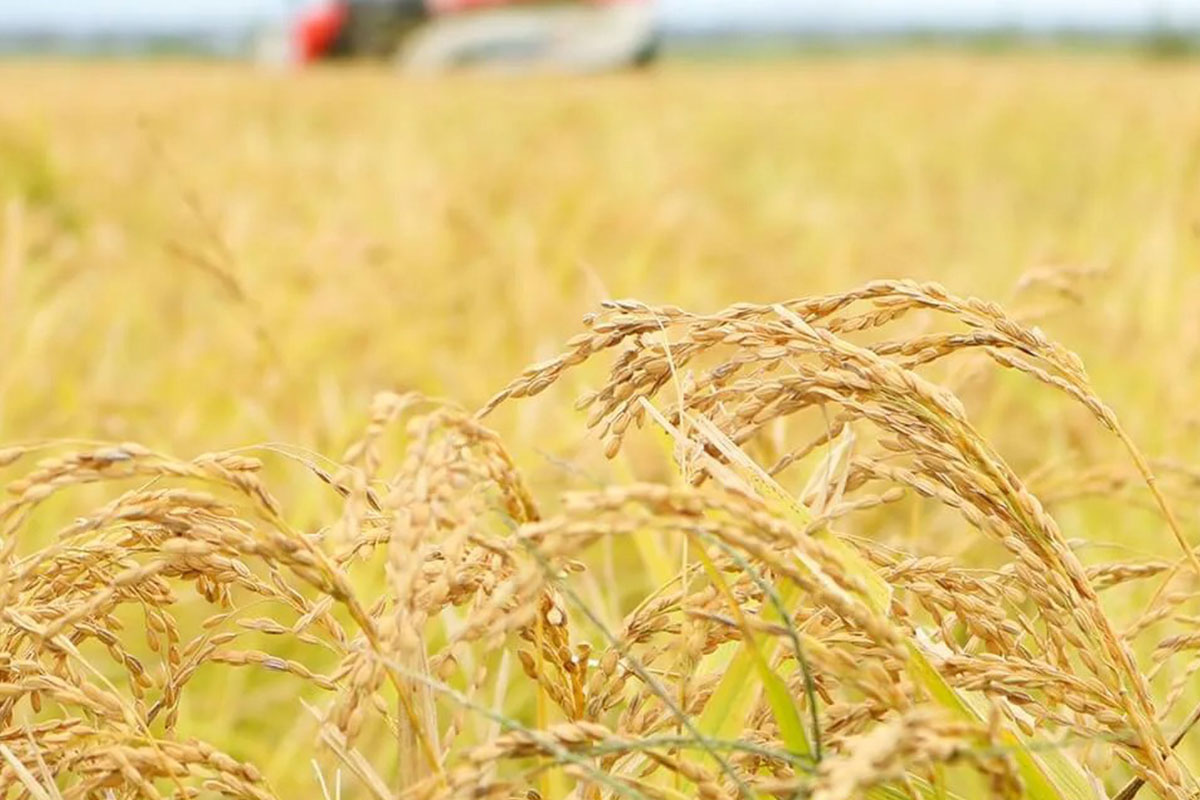 特別栽培米って何が良いの？有機栽培米との違いって？