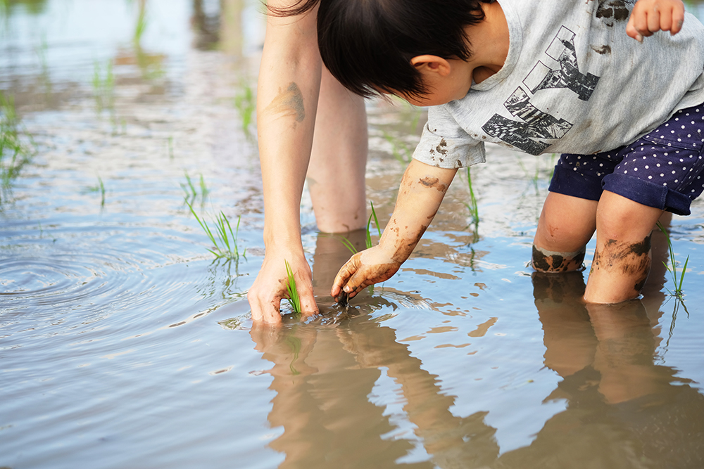 小さい子も一生懸命に苗を植えていきます。